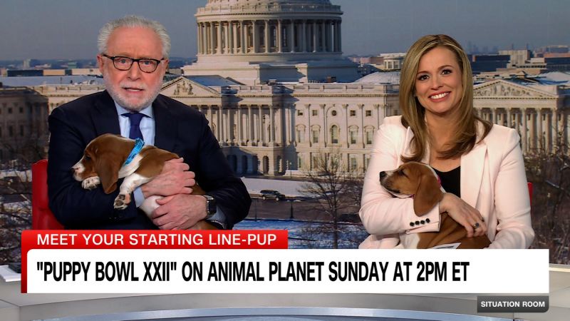 CNN’s The Situation Room gets a sneak preview of the Puppy Bowl on Animal Planet - CNN