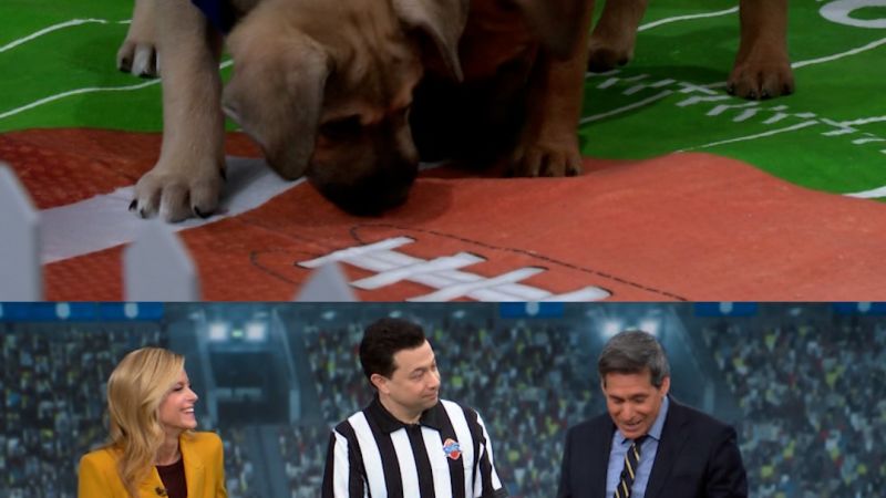 Two Puppy Bowl puppies pee during CNN segment - cnn.com