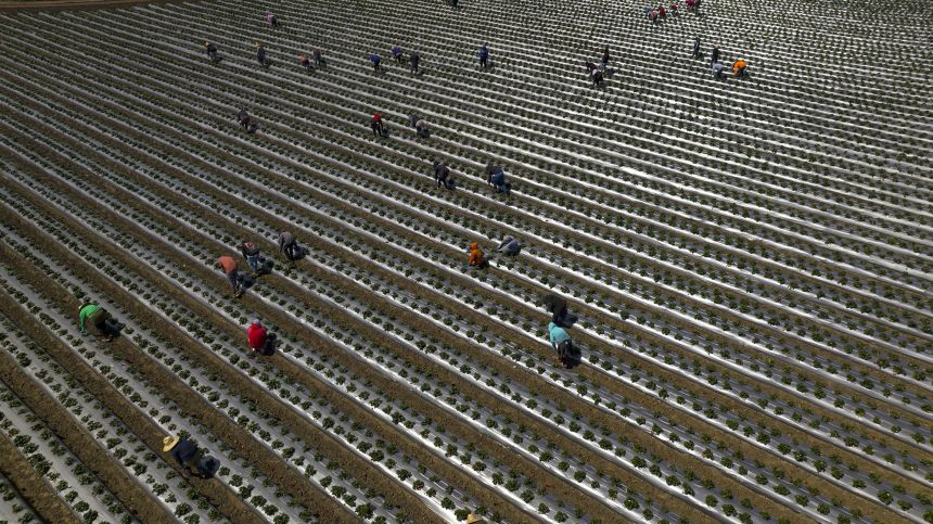 Close to a quarter of farm workers in the United States were unauthorized to be in the country in 2023.