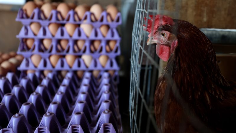 Egg prices have plummeted. That’s great news for consumers — and a crisis for farmers.