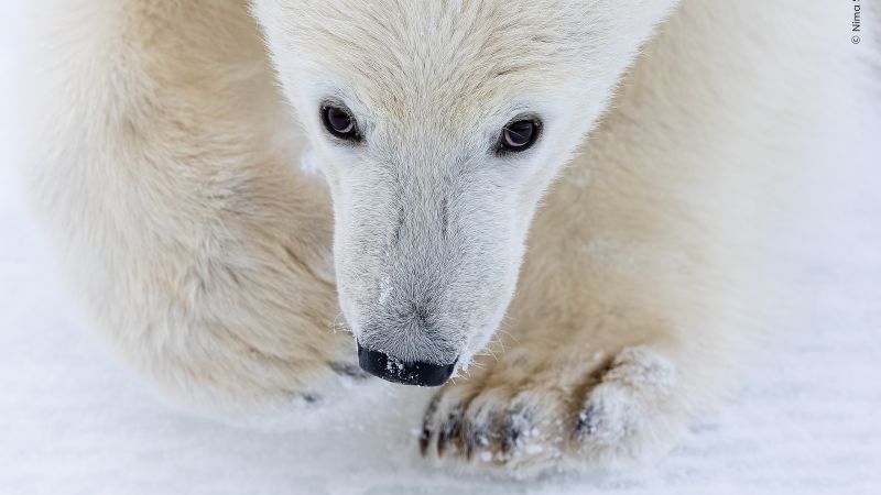 Wildlife Photographer of the Year People’s Choice Award 2026 shortlisted images