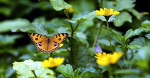 the evolutionary dilemma of iridescent colors