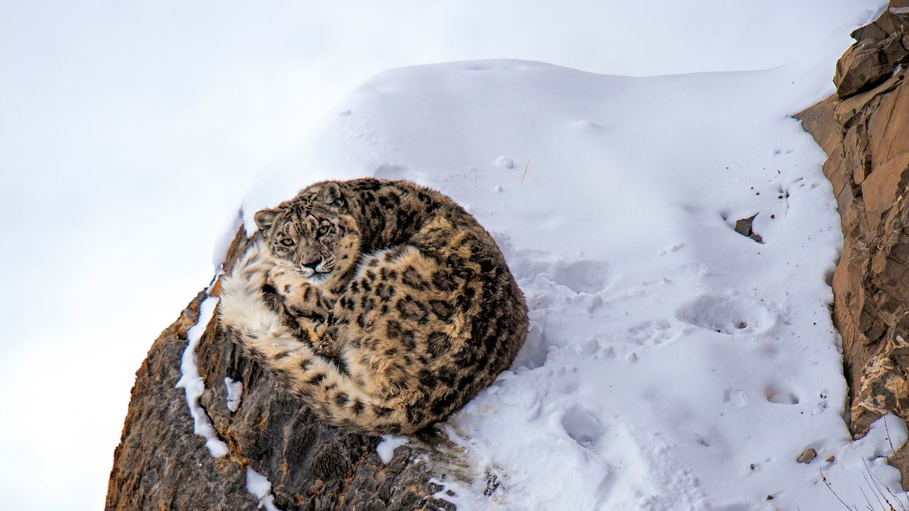 Spotting snow leopards in Spiti