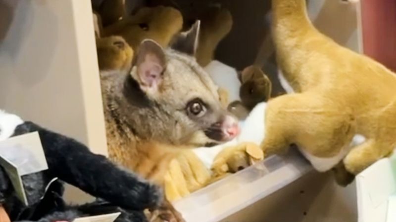 Real possum found among plush toy animals in Australian airport gift shop