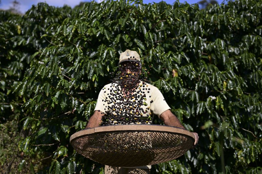 A man harvests coffee in the Santa Clara district in Rio de Janeiro state, Brazil. The country faces a 50% tariff on exports to the United States.