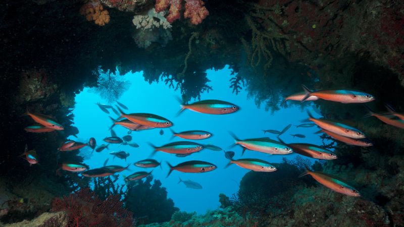 Marine technology is helping humans explore the deep. Tell us which is the coolest