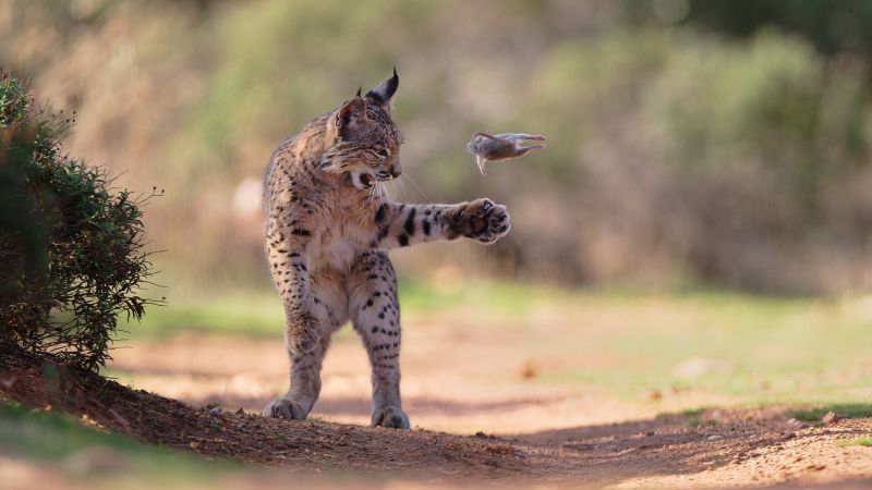 Lynx playing with its prey wins Wildlife Photographer of the Year People’s Choice Award