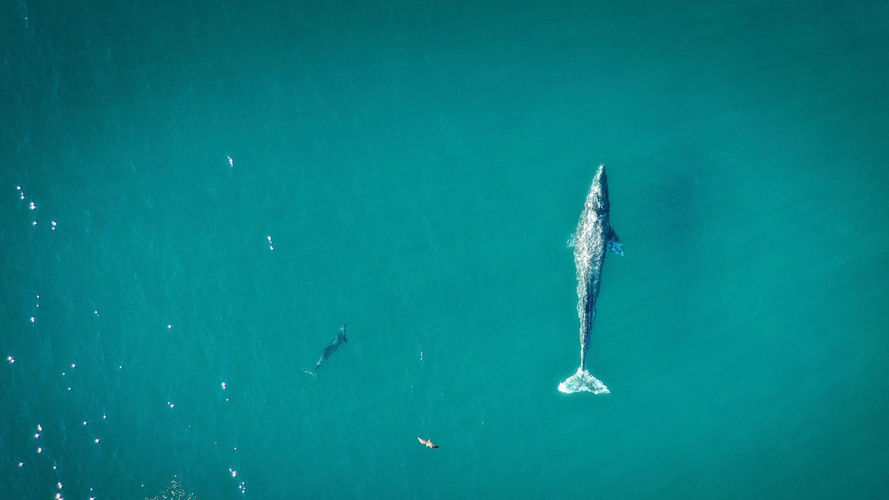 Best Places to Go Whale Watching in California