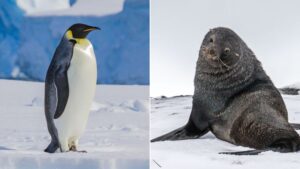 Emperor penguins and Antarctic fur seals have been driven to endangered status by a warming planet