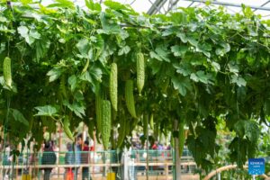 Int’l vegetable science and technology Expo opens in Shouguang, China’s Shandong-Xinhua