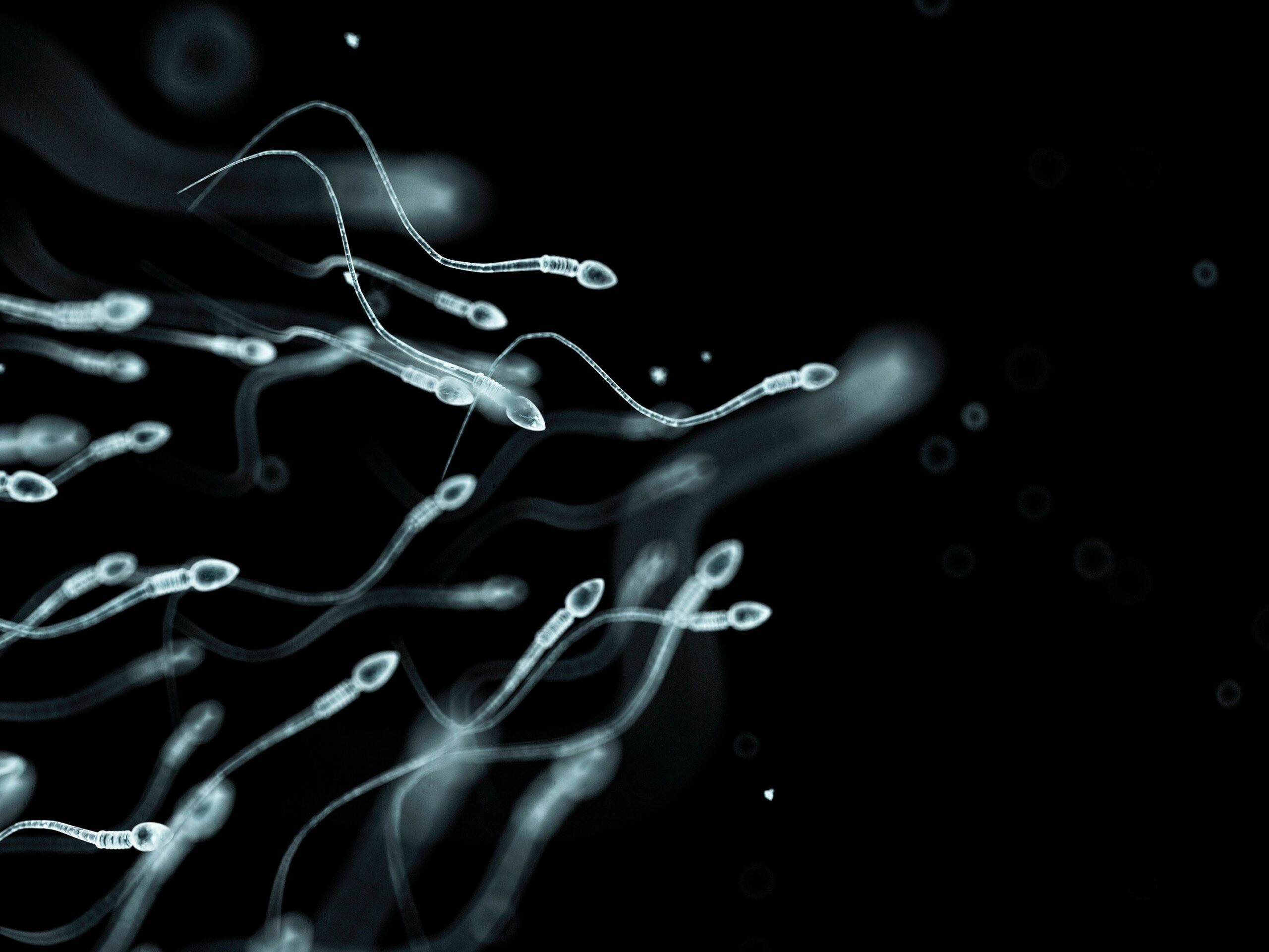 <i>Science Photo Library RF/Getty Images/File via CNN Newsource</i><br/>Research has linked higher stress levels with lower sperm count and poorer sperm movement.