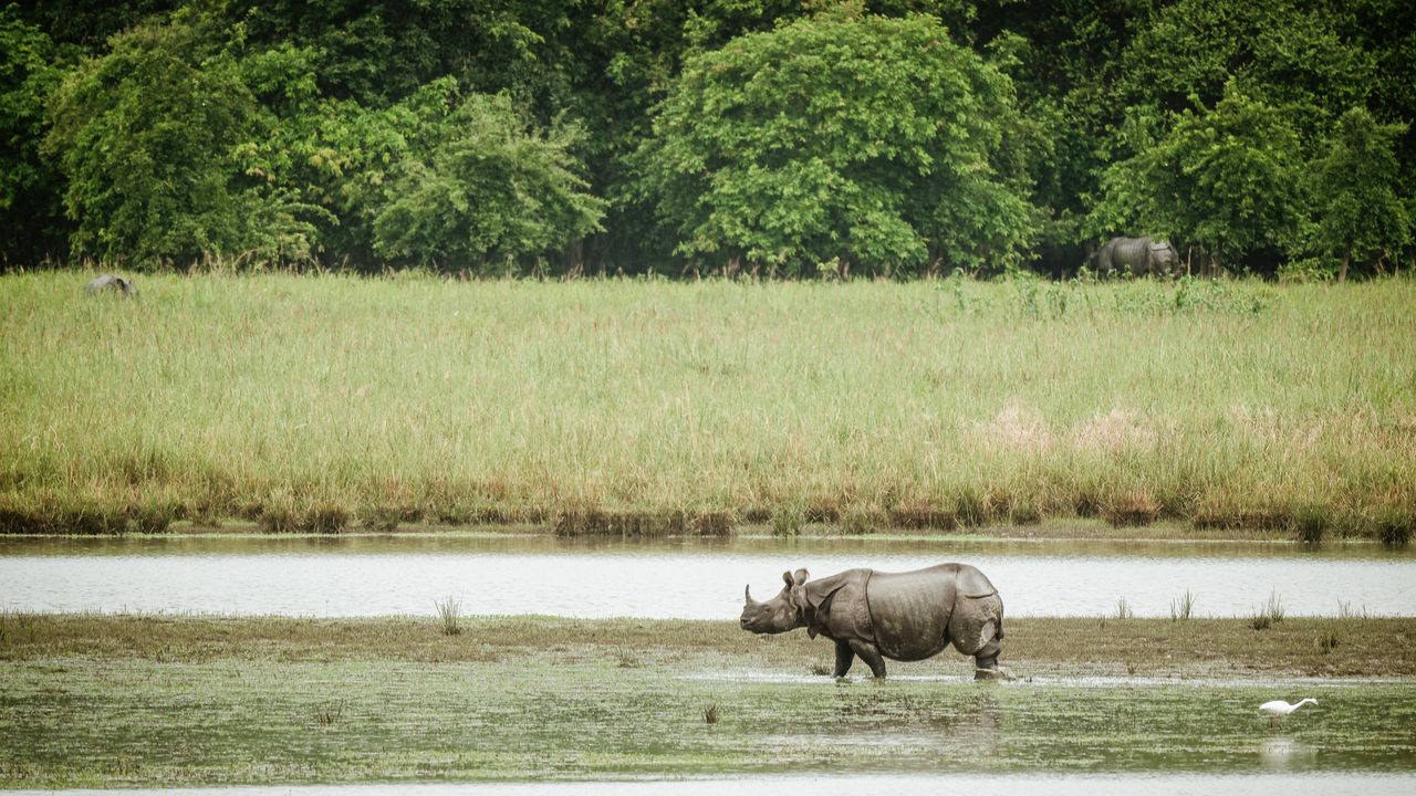 Escape the heat: Pobitora, for rhino safaris by the Brahmaputra