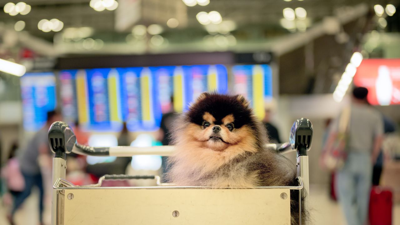 British pet owners warned as EU issues major update to travel rules