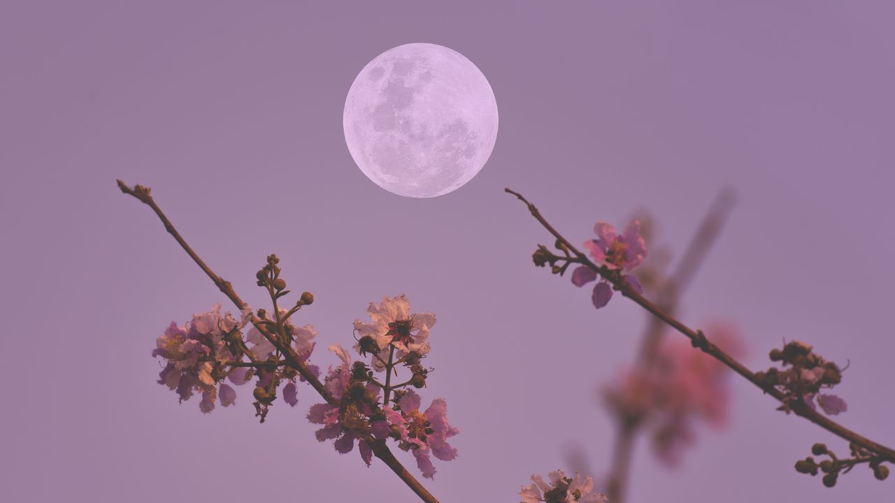 A full ‘flower moon’ is set to take place this week – here's when and how to see it