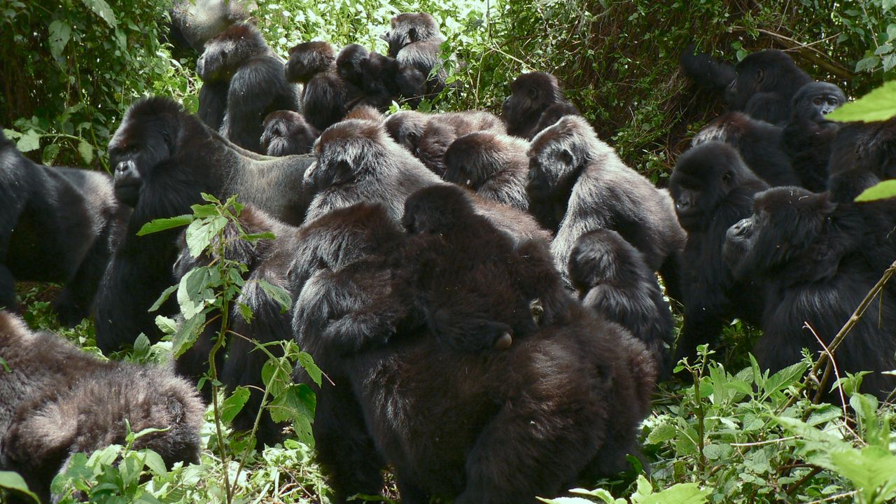 ‘Gorilla Story: Told by David Attenborough’ Returns to Rwanda Almost 50 Years After ‘Life on Earth’