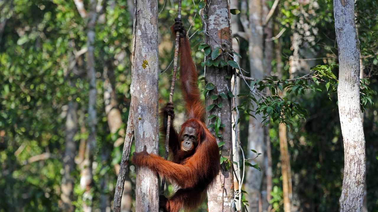 Walking with orangutans in Borneo: costs, visas, flights, planning tips