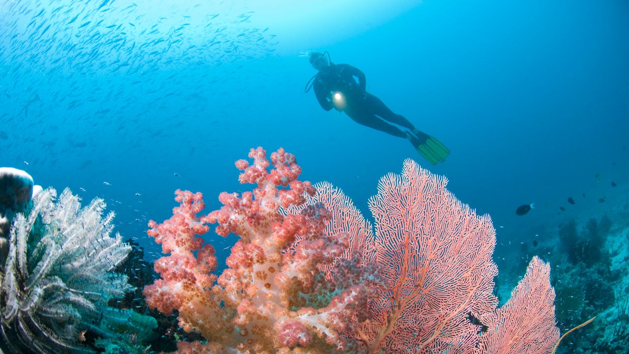 Diving in Raja Ampat, Indonesia: costs, visas, flights, planning tips