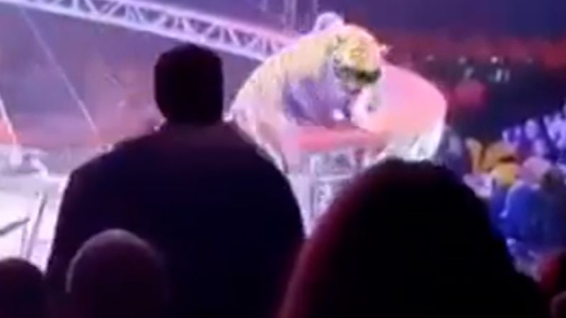 Tiger leaps into crowd at Russian circus show - CNN