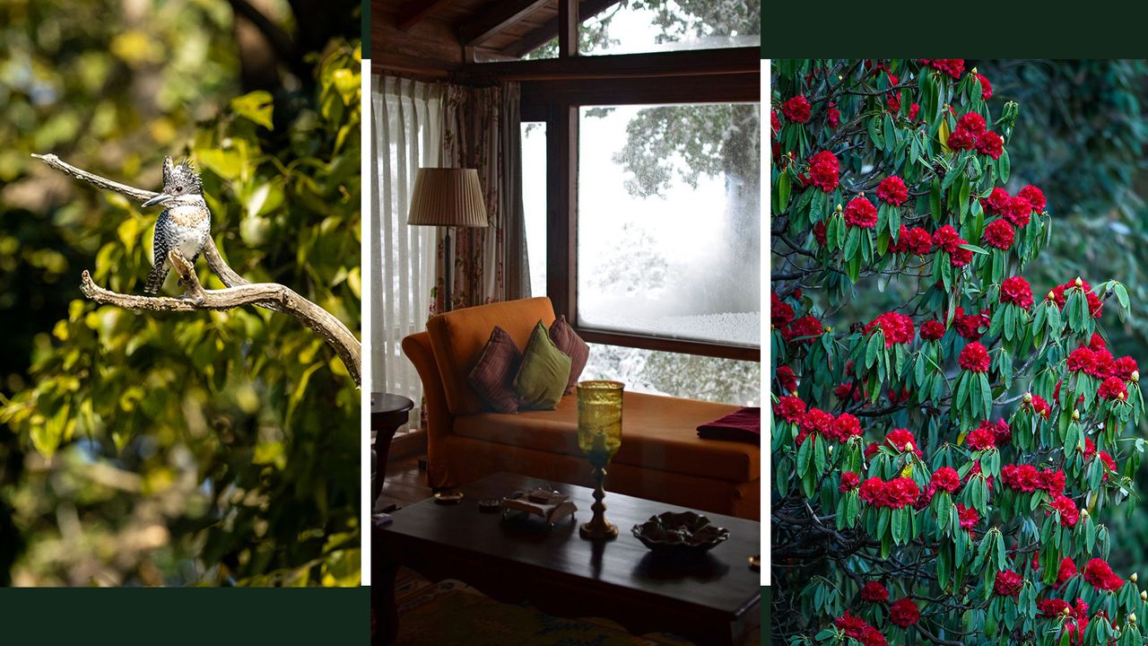 Escape the heat: Binsar, for birding and Himalayan panoramas