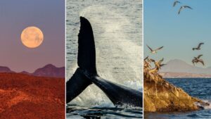 Watching People Watch Whales in Baja California’s Sea of Cortez