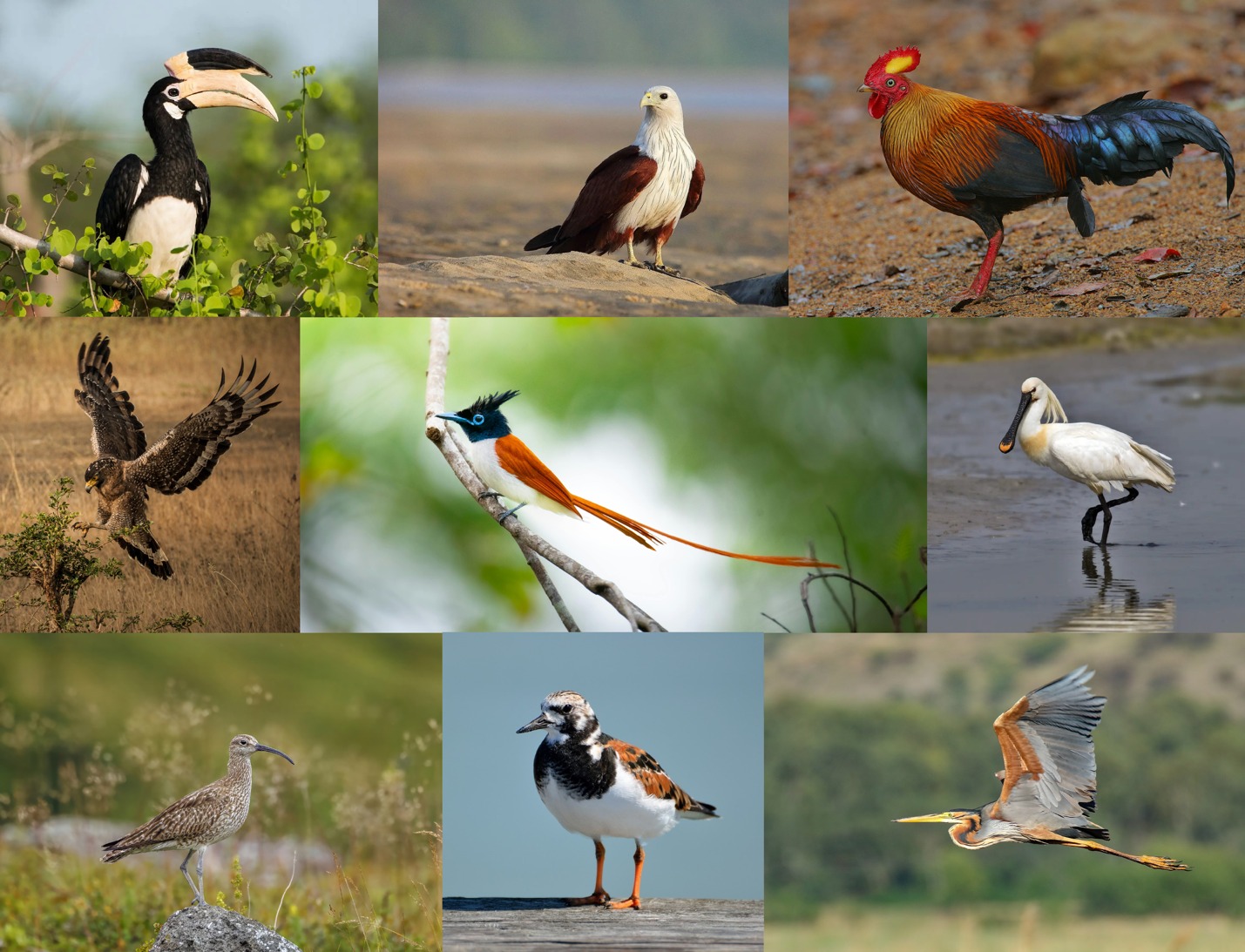 Hilton Yala Resort Featured by Condé Nast Traveller as a Leading Birdwatching Destination in Sri Lanka