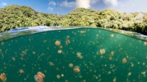 I spent years staring at the jellyfish lake on my screensaver. The reality was something else