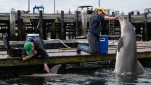 Are military dolphins working in the Strait of Hormuz? Probably not, but they have been part of the US Navy for decades