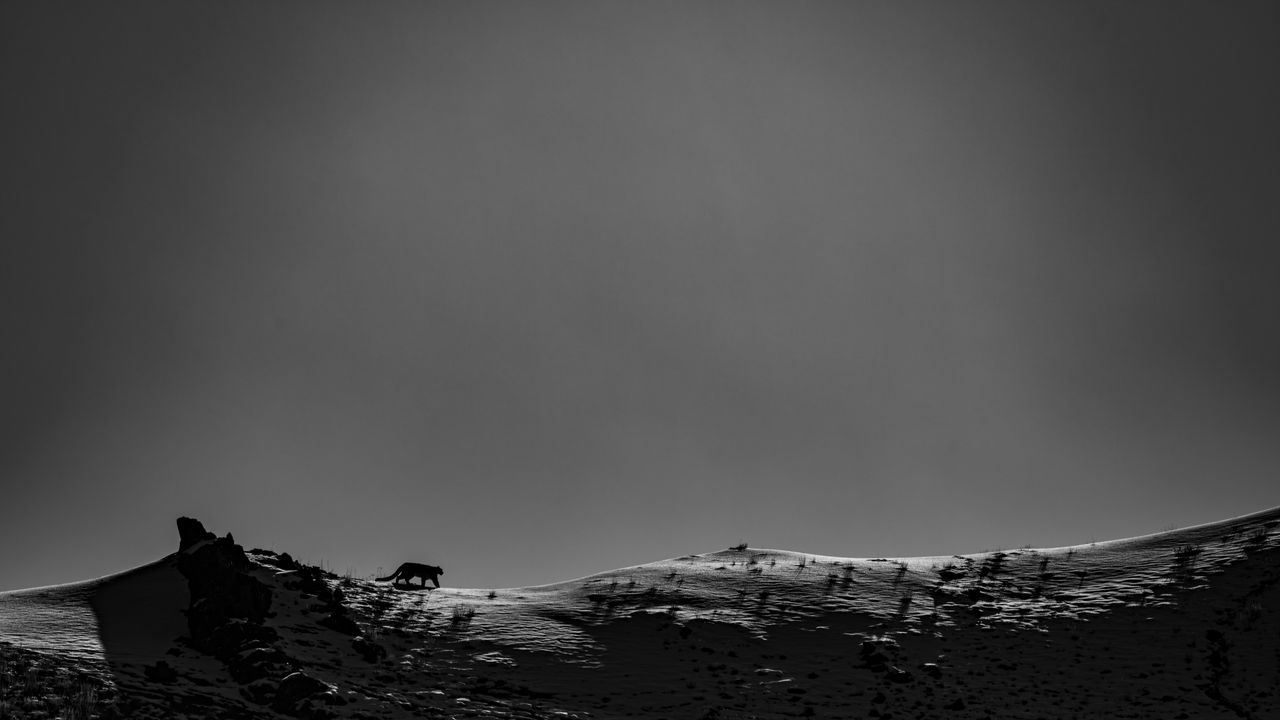On a snow leopard trail in the trans-Himalaya