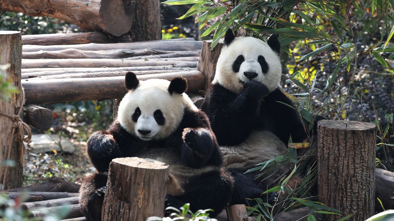 Beyond the Pandas, Chengdu Is China’s LGBTQ Capital and a Gastronomic Gem
