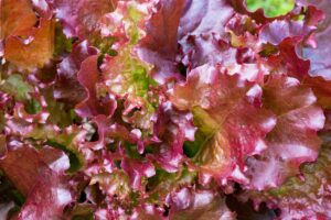 Scientists Turn Red Lettuce Green, Unlocking Hidden Nutrients