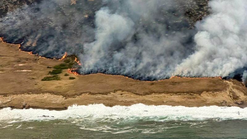 Santa Rosa Island: Nearly a third of California island home to rare wildlife has burned amid wildfires