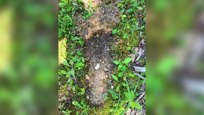 Reported Bigfoot sightings stoke a long-running hunt for answers