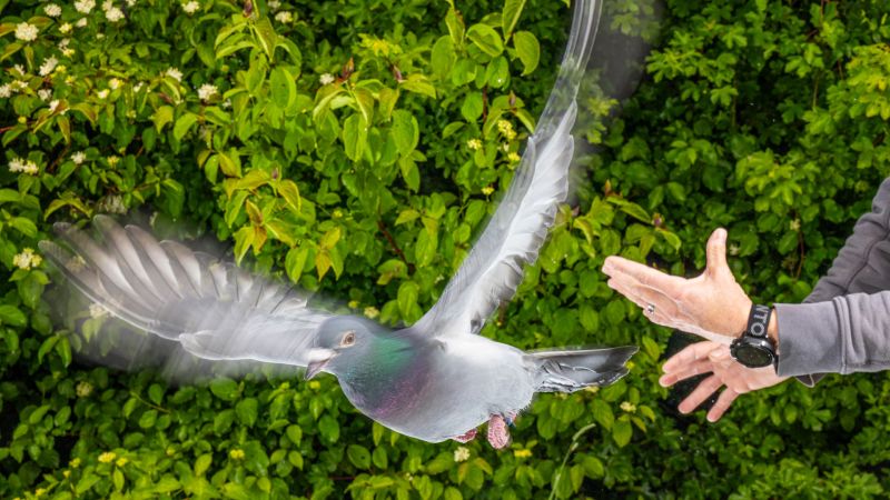 To travel far on cloudy days, pigeons listen to their gut