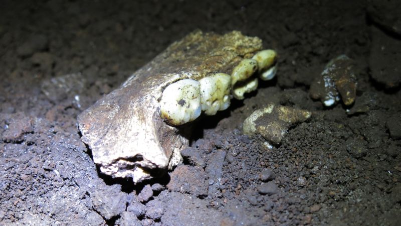 Fossils of archaic human found in a cave are the same sex. Scientists want to learn why