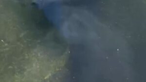 Blue material peeling off bottom of Reflecting Pool after renovation | NCS Politics – NCS