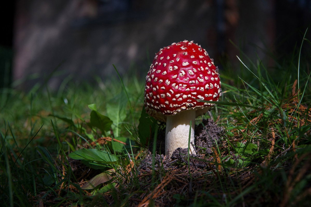 <i>Guillaume Souvant/AFP/Getty Images via CNN Newsource</i><br/>Amanita muscaria can cause hallucinations