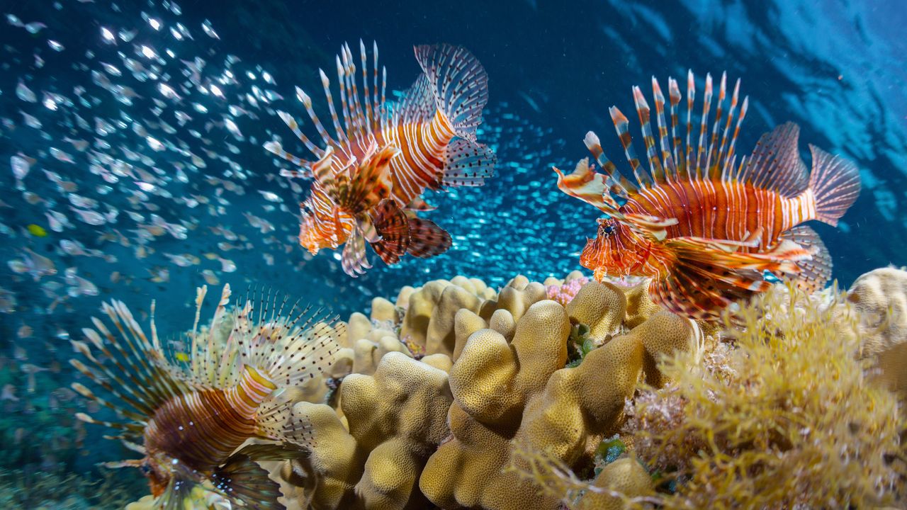I'm No Good at Spearing Lionfish, But I Sure Can Eat Them