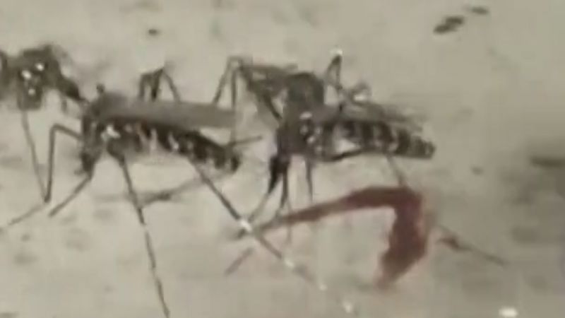 Google wants to release millions of mosquitoes in California and Florida