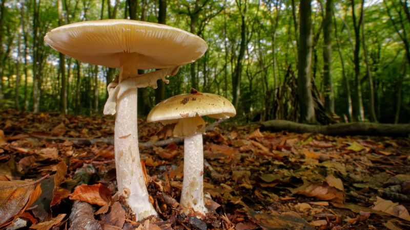 Mushroom poisoning can be deadly. A doctor breaks down the risks