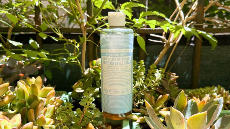 How to get rid of garden pests, according to gardening experts