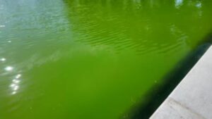 Workers seen adding hydrogen peroxide to treat algae-plagued Reflecting Pool