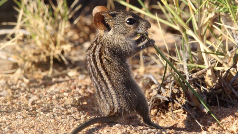 The scientists cracking the code of interspecies communication