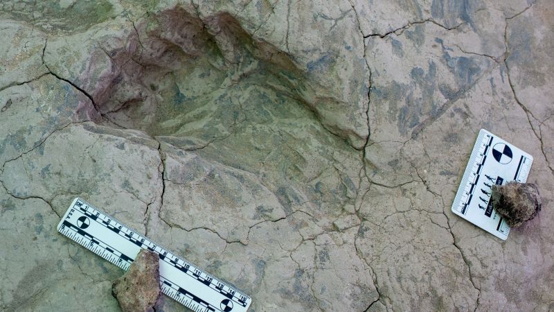 Scientists unearth new clues about ‘Nutcracker Man’