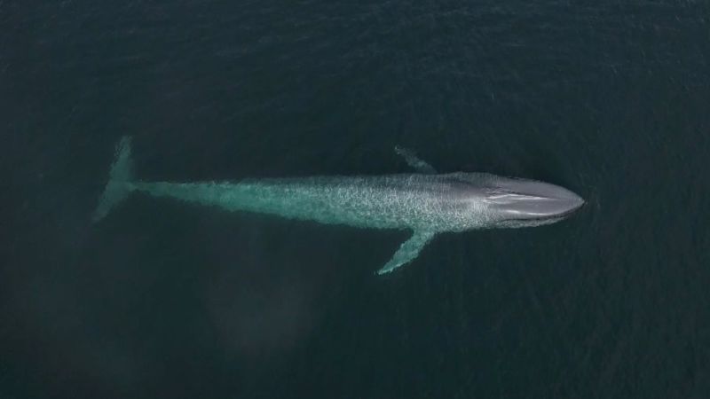 Noise pollution is killing whales, but this technology could help