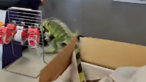 This iguana made a break for it inside FedEx