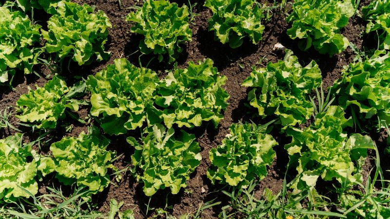 Cyclospora outbreaks start with human contamination. Nobody has ever been able to figure out how