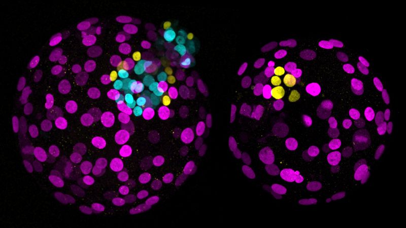 New gene-editing breakthroughs are reigniting the debate around ‘designer babies’