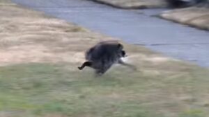Unusually round raccoon named ‘Jimothy’ roams Seattle – NCS