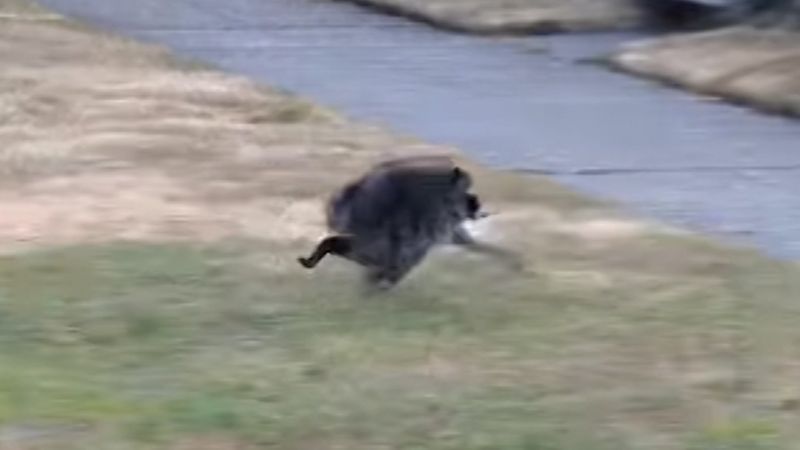 Unusually round raccoon named ‘Jimothy’ roams Seattle - CNN