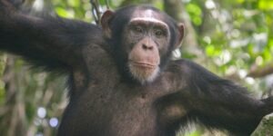 Chimpanzees Keep Throwing Stones at the Same Trees – Scientists Want To Know Why